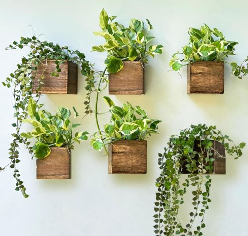 LaLaGreen Wood Planter Boxes for Indoor Plants (4×4 Inch, 6 Pack) Small Square Wall Mounted Planters Flower Pot, Herb Wooden Box Hanging Plant Holder Outdoor Balcony Vertical Garden Modern Home Decor